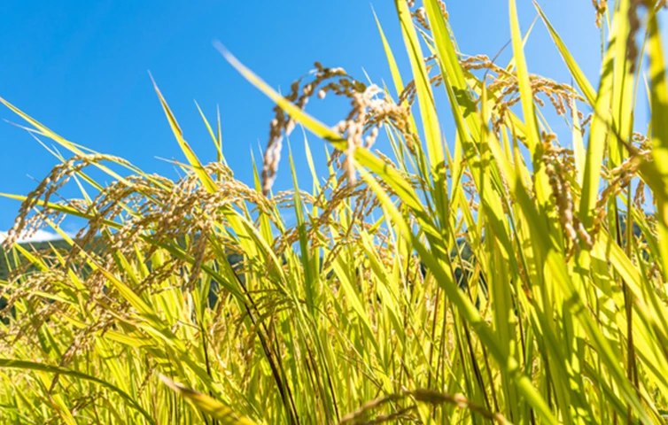 ふるさと納税の使い道1