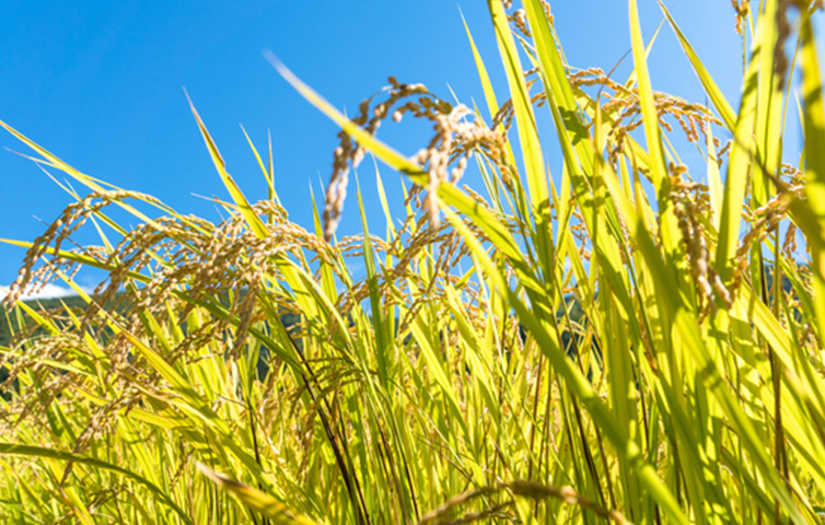 ふるさと納税の使い道1